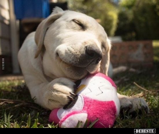  - Lustige Bilder | DEBESTE.de