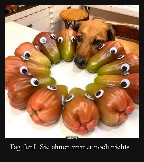 Tag fünf. Sie ahnen immer noch nichts... - Lustige Bilder | DEBESTE.de