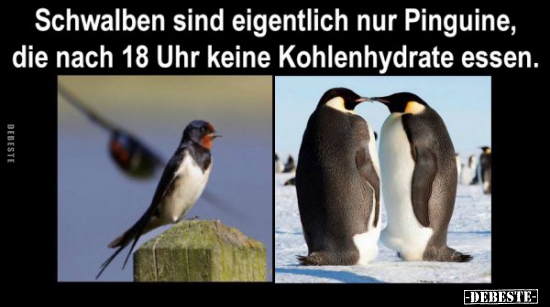 Schwalben sind eigentlich nur Pinguine, die nach.. - Lustige Bilder | DEBESTE.de