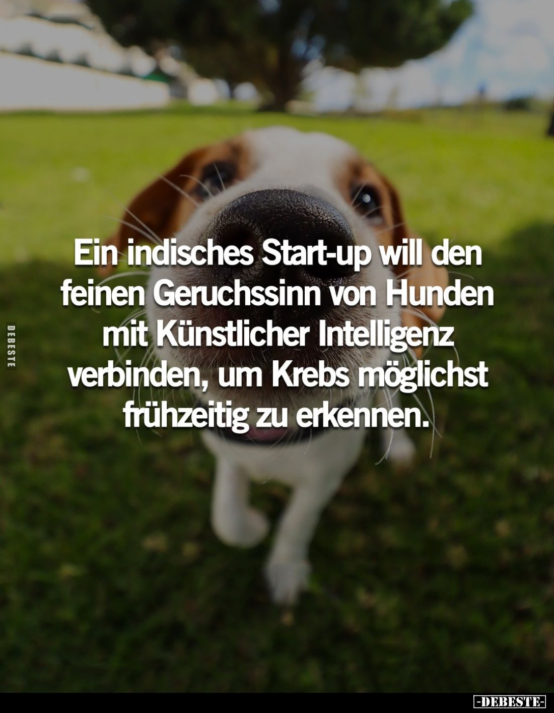 Ein indisches Start-up will den feinen Geruchssinn von Hunden mit Künstlicher Intelligenz verbinden, um Krebs möglichst frühz...