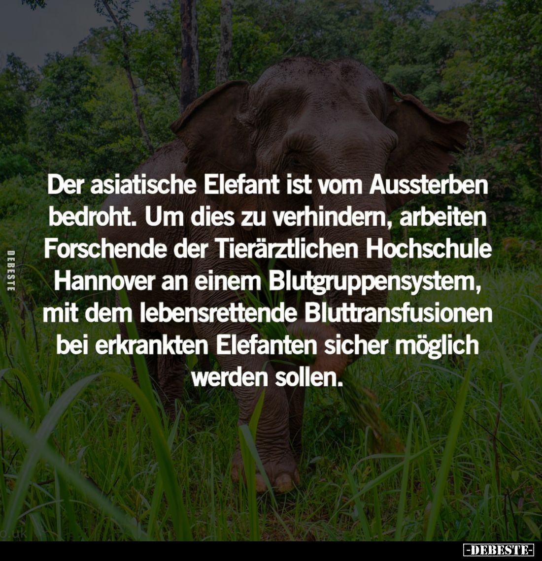 Der asiatische Elefant ist vom Aussterben bedroht. Um dies zu verhindern, arbeiten Forschende der Tierärztlichen Hochschule H...