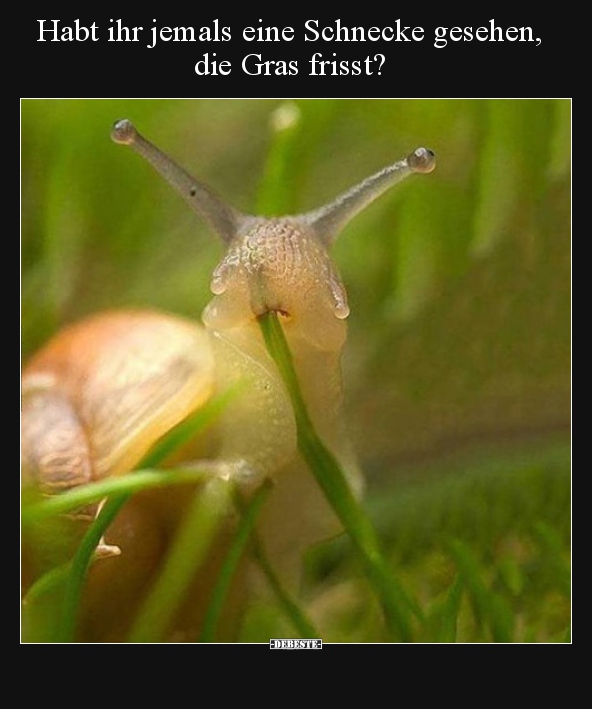 Habt ihr jemals eine Schnecke gesehen, die Gras frisst?.. - Lustige Bilder | DEBESTE.de