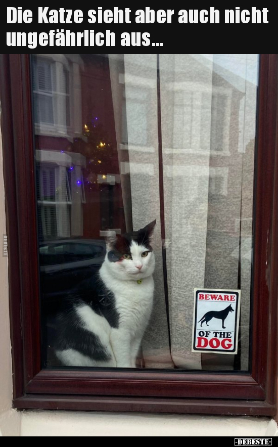 Die Katze sieht aber auch nicht ungefährlich aus