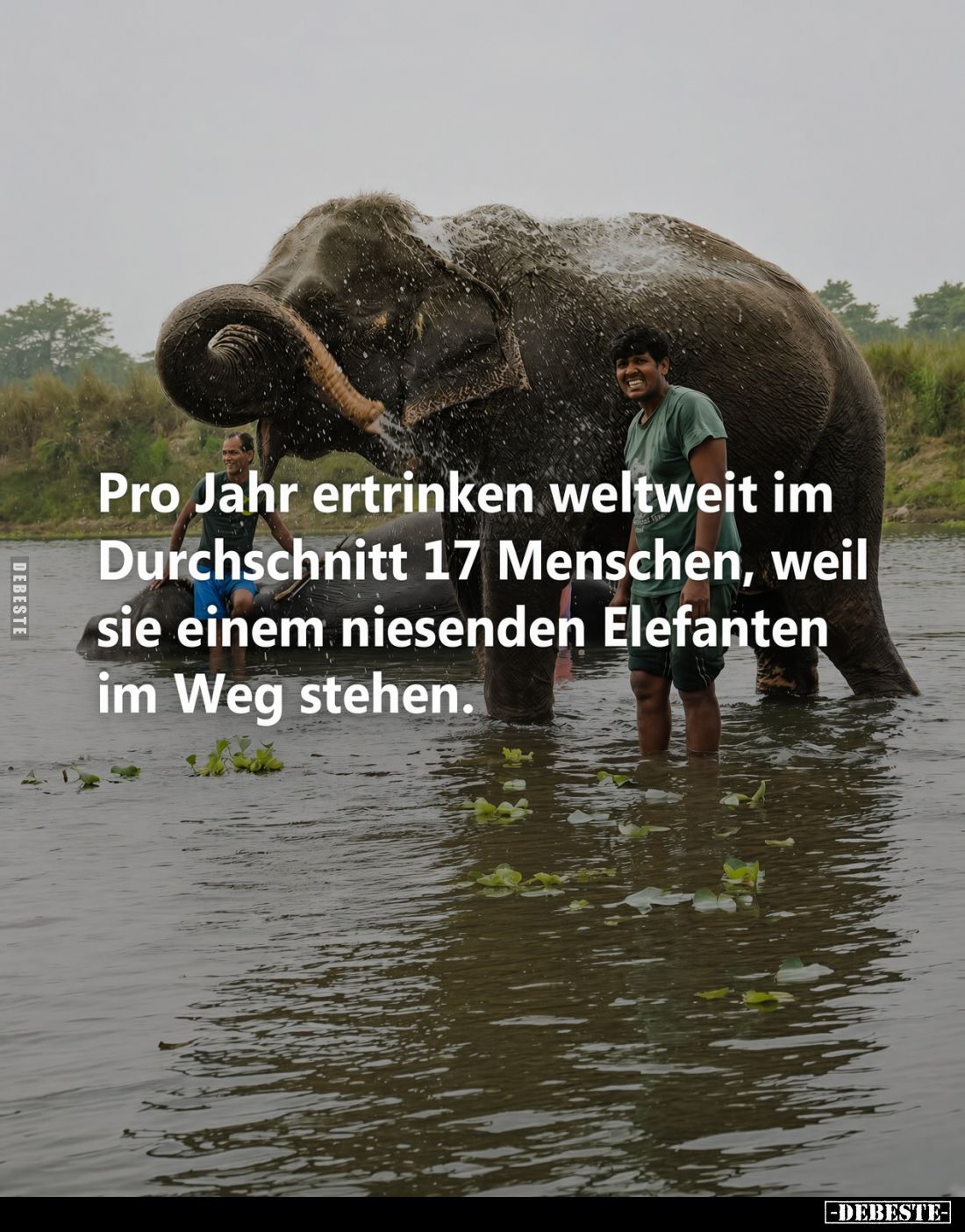 Pro Jahr ertrinken weltweit im Durchschnitt 17 Menschen, weil sie einem niesenden Elefanten im Weg stehen.