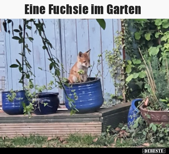 Eine Fuchsie im Garten.. - Lustige Bilder | DEBESTE.de