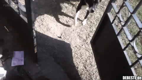 Zwei Freunde. - Lustige Bilder | DEBESTE.de