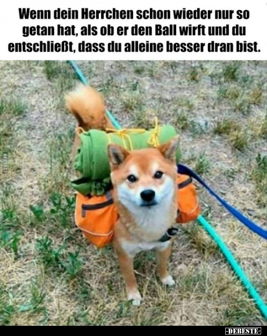 Wenn dein Herrchen schon wieder nur so getan hat, als ob er.. - Lustige Bilder | DEBESTE.de