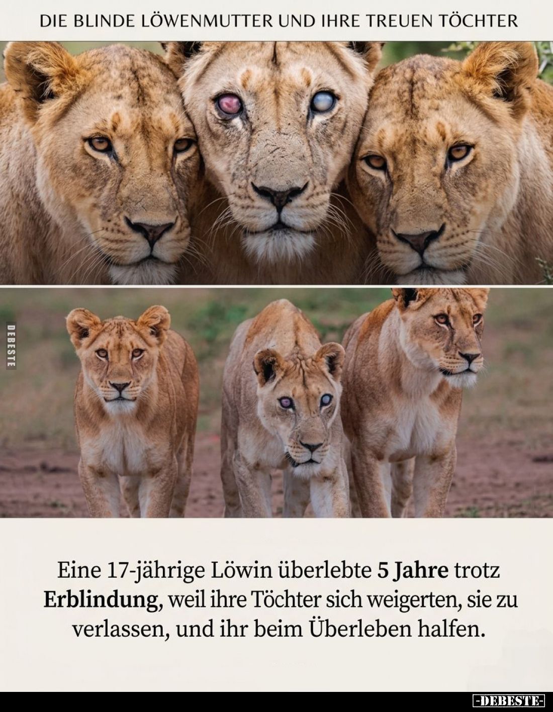 Die blinde Löwenmutter und ihre treuen Töchter. - Eine 17-jährige Löwin überlebte 5 Jahre trotz Erblindung, weil ihre Töchter...