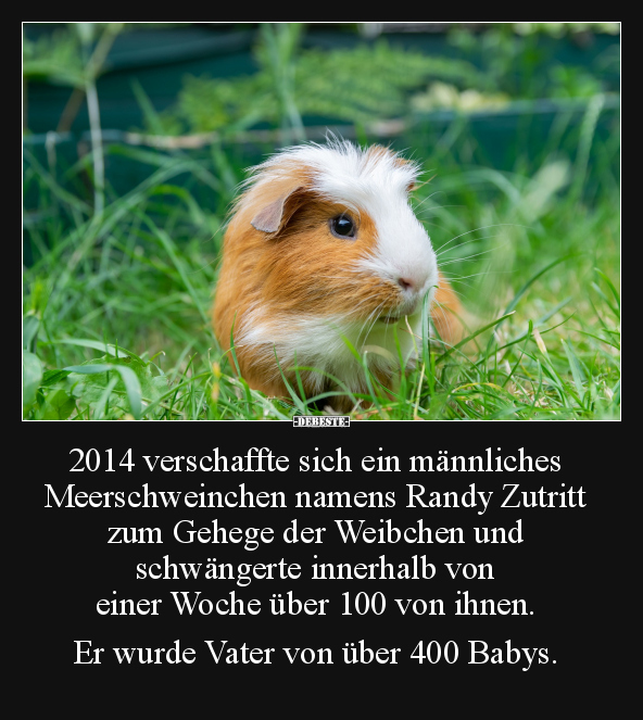 2014 verschaffte sich ein männliches Meerschweinchen.. - Lustige Bilder | DEBESTE.de