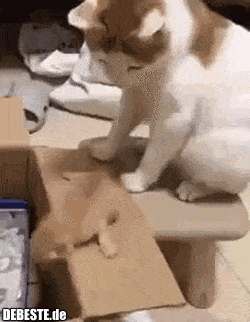  - Lustige Bilder | DEBESTE.de