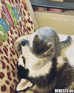  - Lustige Bilder | DEBESTE.de