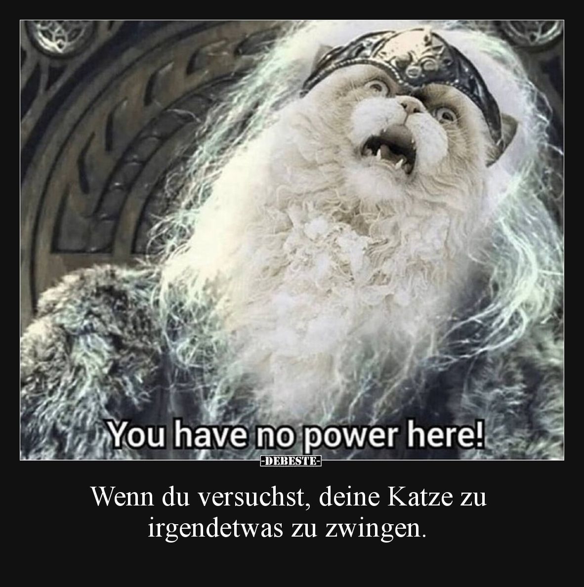 Wenn du versuchst, deine Katze zu irgendetwas zu zwingen.