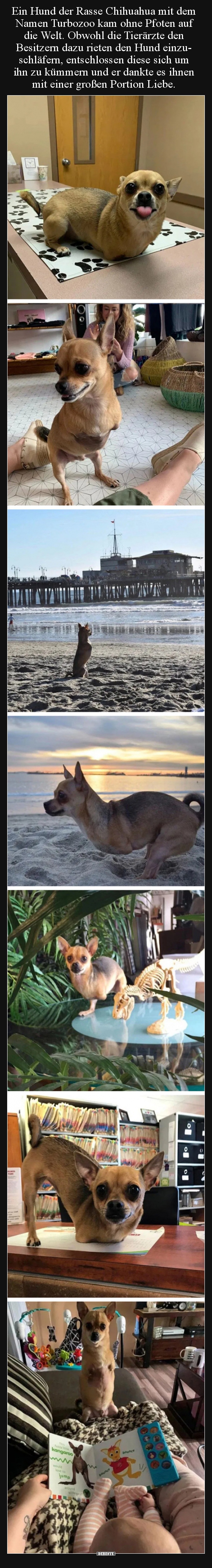 Ein Hund der Rasse Chihuahua mit dem Namen Turbozoo kam.. - Lustige Bilder | DEBESTE.de