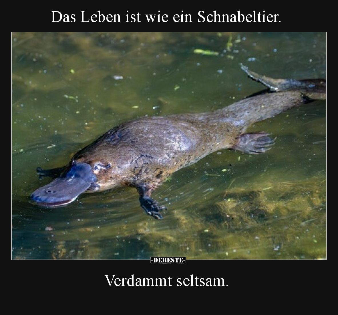 Das Leben ist wie ein Schnabeltier. Verdammt seltsam