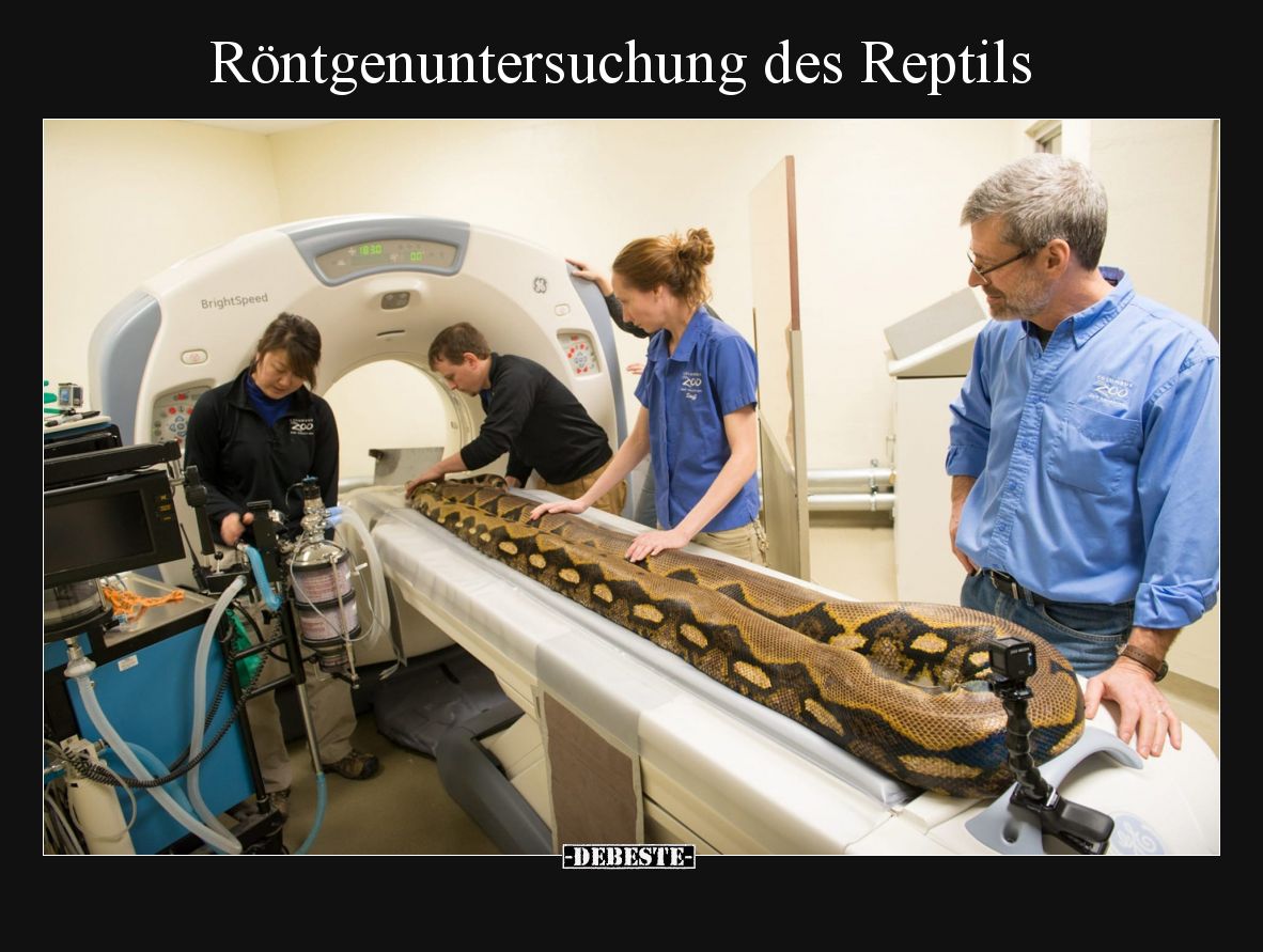 Röntgenuntersuchung des Reptils