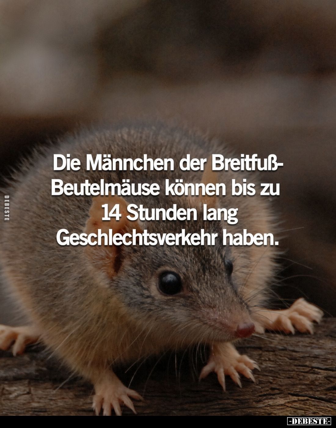 Die Männchen der Breitfuß-Beutelmäuse können bis zu 14 Stunden lang Geschlechtsverkehr haben.