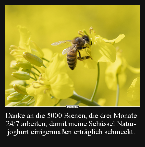Danke an die 5000 Bienen, die drei Monate 24/7 arbeiten.. - Lustige Bilder | DEBESTE.de