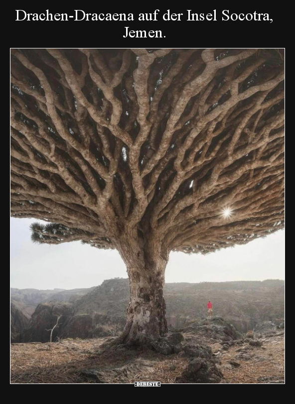 Drachen-Dracaena auf der Insel Socotra, Jemen... - Lustige Bilder | DEBESTE.de
