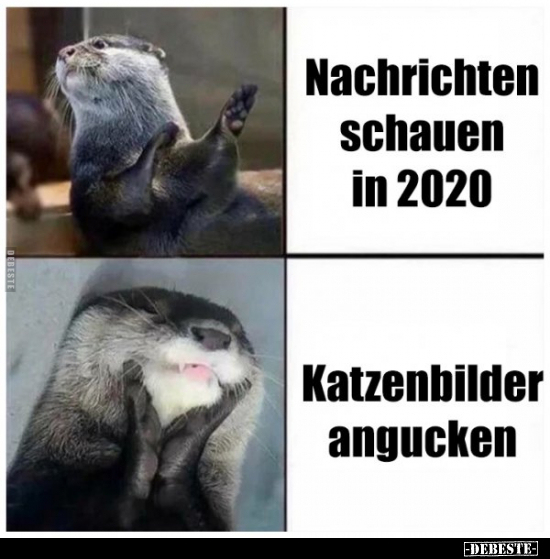 Nachrichten schauen in 2020 / Katzenbilder angucken.. - Lustige Bilder | DEBESTE.de