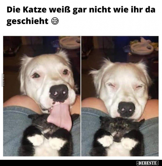 Die Katze weiß gar nicht wie ihr da geschieht ☺.. - Lustige Bilder | DEBESTE.de