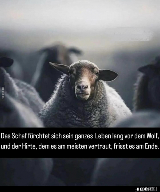 Das Schaf fürchtet sich sein ganzes Leben lang vor dem.. - Lustige Bilder | DEBESTE.de