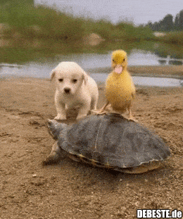  - Lustige Bilder | DEBESTE.de