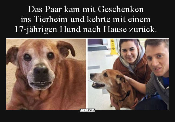 Das Paar kam mit Geschenken ins Tierheim und kehrte mit.. - Lustige Bilder | DEBESTE.de