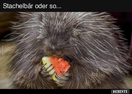 Stachelbär oder so...