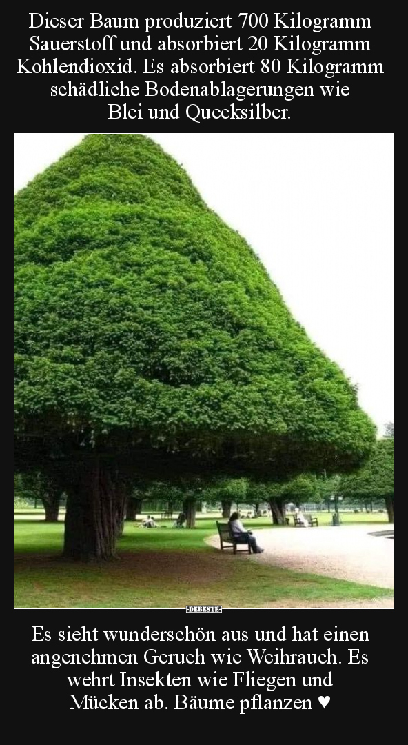 Dieser Baum produziert 700 Kilogramm Sauerstoff.. - Lustige Bilder | DEBESTE.de