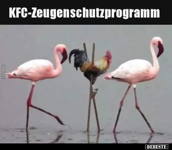 KFG-Zeugenschutzprogramm.. - Lustige Bilder | DEBESTE.de