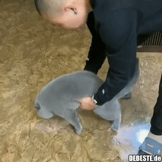 Die weichste Katze, die ich je gesehen habe.