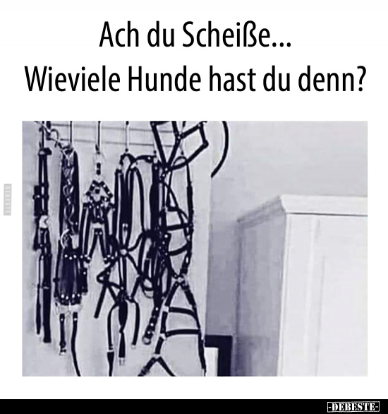 Ach du Scheiße... Wieviele Hunde hast du denn?