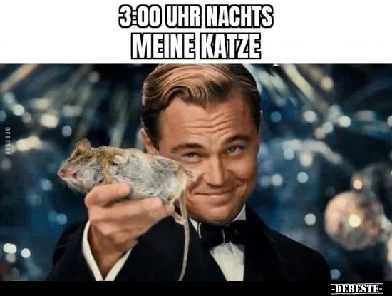 3:00 Uhr nachts... Meine Katze: