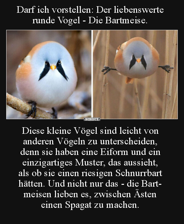 Darf ich vorstellen: Der liebenswerte runde Vogel.. - Lustige Bilder | DEBESTE.de