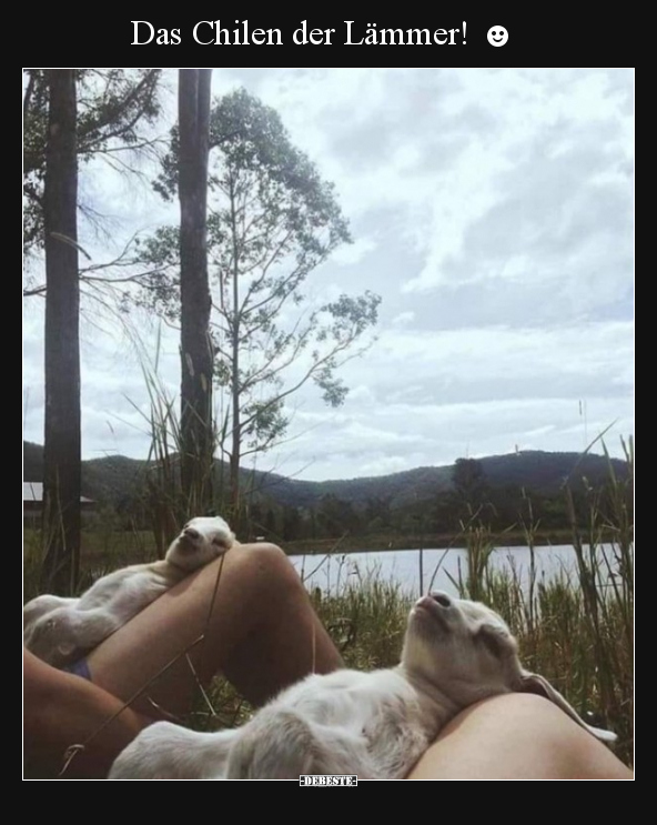 Das Chilen der Lämmer! ☻