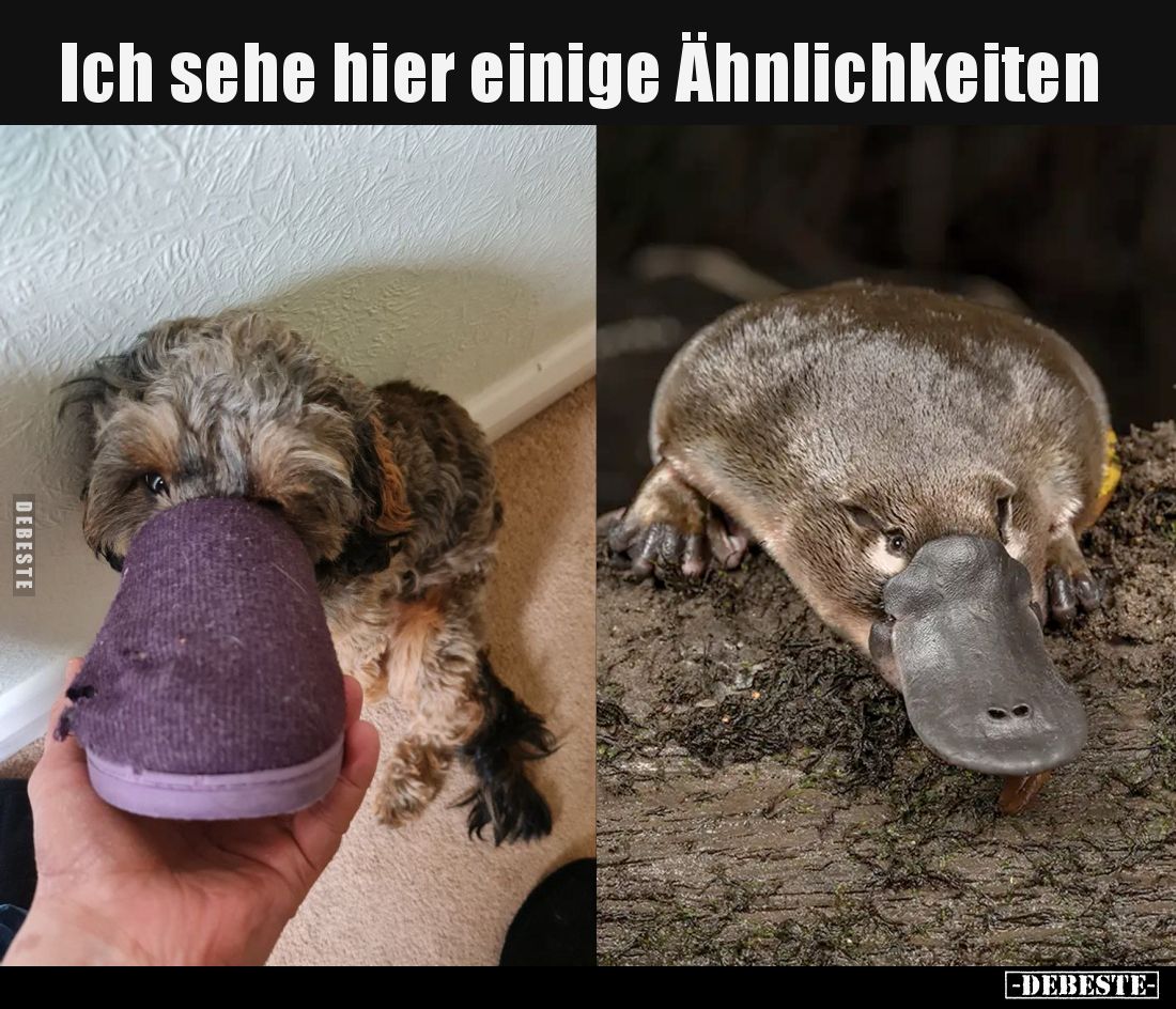 Ich sehe hier einige Ähnlichkeiten