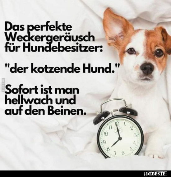 Das perfekte Weckergeräusch für Hundebesitzer.. - Lustige Bilder | DEBESTE.de