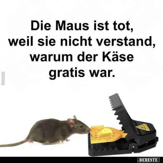 Die Maus ist tot, weil sie nicht verstand, warum der Käse gratis war.. - Lustige Bilder | DEBESTE.de