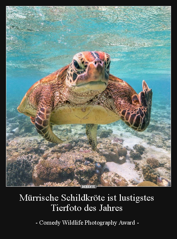 Mürrische Schildkröte ist lustigstes Tierfoto des Jahres.. - Lustige Bilder | DEBESTE.de