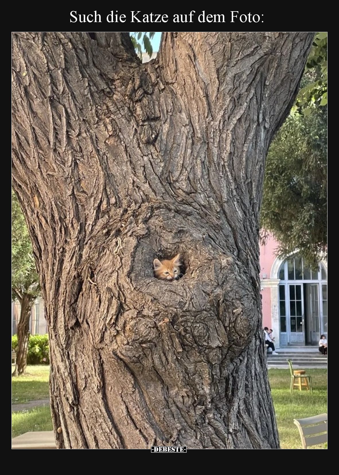 Such die Katze auf dem Foto.