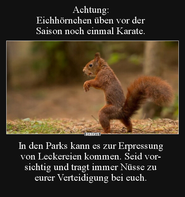 Achtung: Eichhörnchen üben vor der Saison noch einmal.. - Lustige Bilder | DEBESTE.de