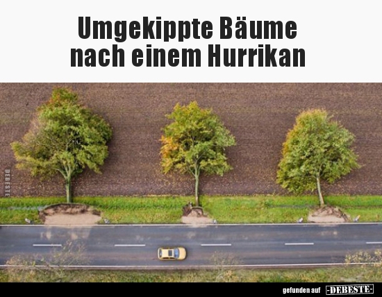 Umgekippte Bäume nach einem Hurrikan.. - Lustige Bilder | DEBESTE.de