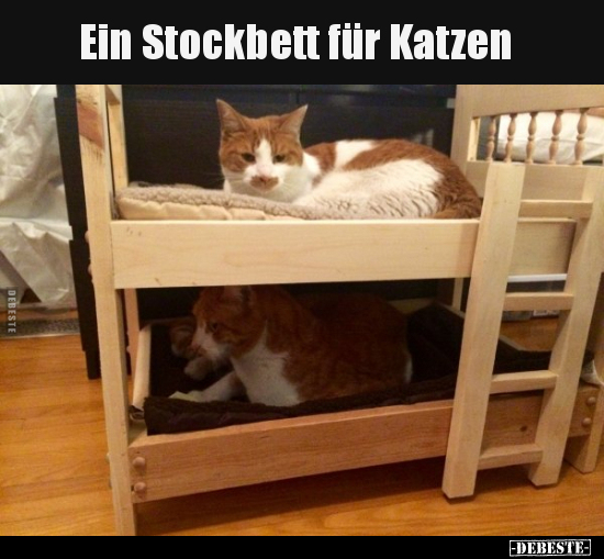 Ein Stockbett für Katzen.. - Lustige Bilder | DEBESTE.de