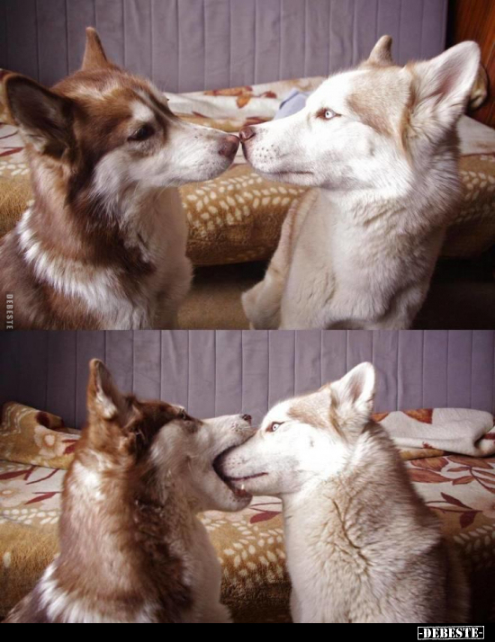  - Lustige Bilder | DEBESTE.de