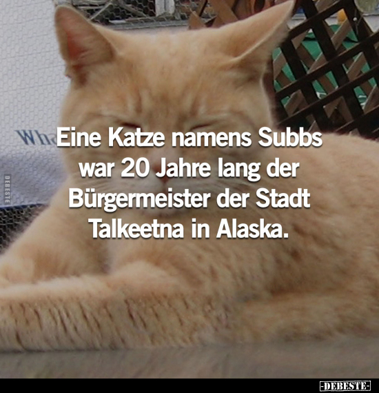 Eine Katze namens Subbs war 20 Jahre lang der Bürgermeister.. - Lustige Bilder | DEBESTE.de