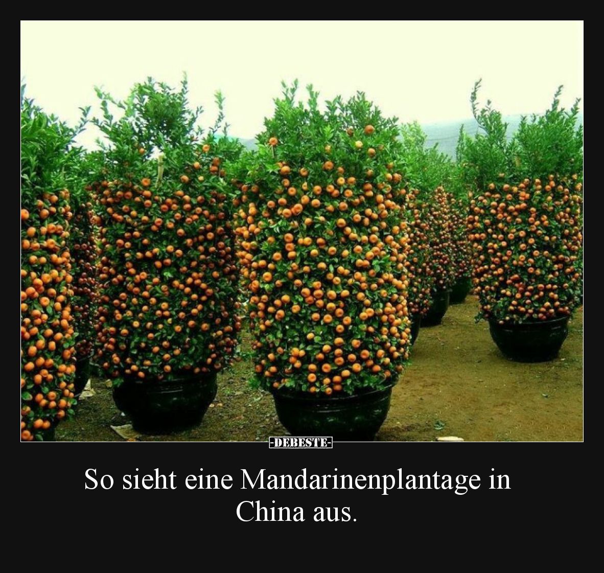 So sieht eine Mandarinenplantage in China aus... - Lustige Bilder | DEBESTE.de