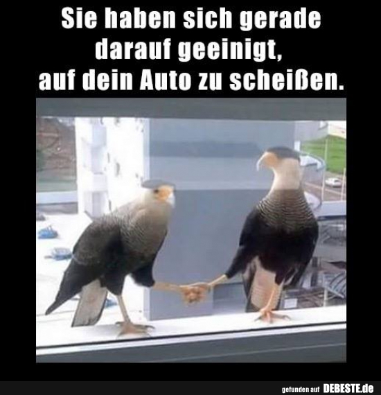 Sie haben sich gerade darauf geeinigt, auf dein Auto zu scheißen.