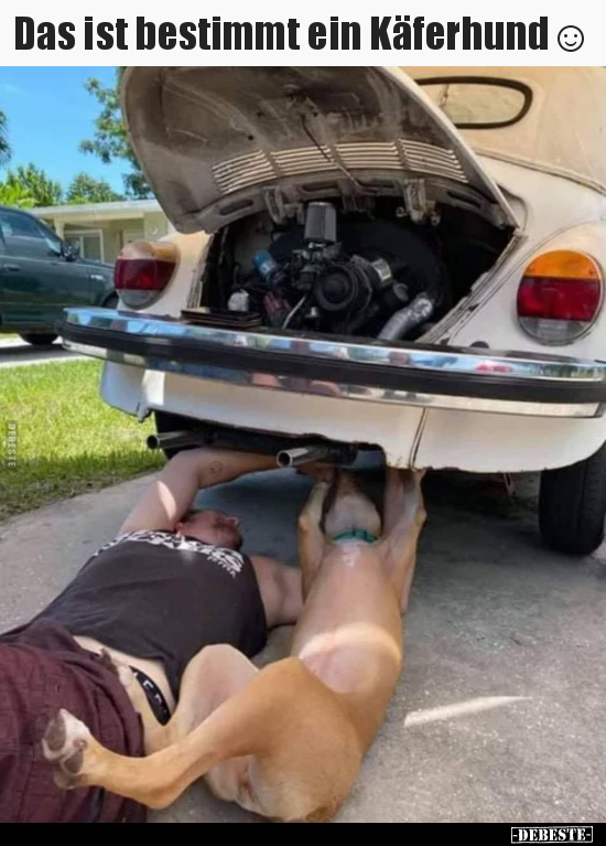 Das ist bestimmt ein Käferhund