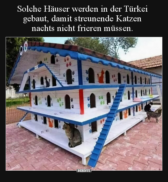 Solche Häuser werden in der Türkei gebaut, damit streunende.. - Lustige Bilder | DEBESTE.de