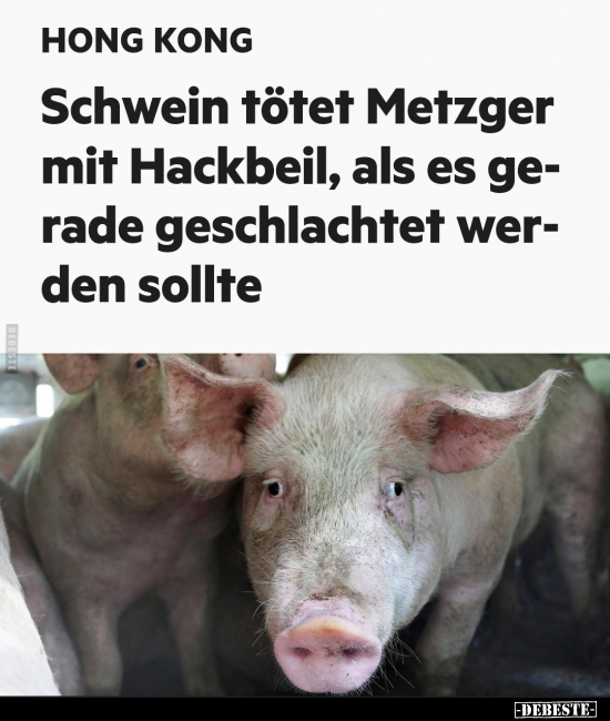 Schwein tötet Metzger mit Hackbeil, als es gerade.. - Lustige Bilder | DEBESTE.de